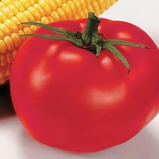 Park Seed Variety of Tomato Vegetable Seeds, Plant Seeds, Easy to Grow, Perfect for Harvesting, Better Boy Hybrid, Pack of 250