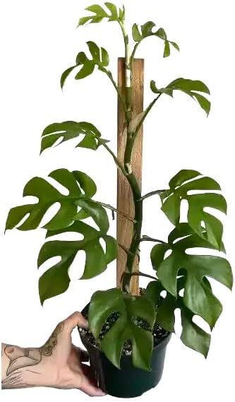 Mini Monstera Potting Soil - Enhances Aeration and Drainage for Thriving Foliage - 3 Quart