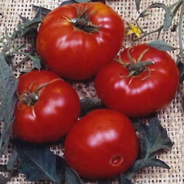 Park Seed Variety of Tomato Vegetable Seeds, Plant Seeds, Easy to Grow, Perfect for Harvesting, Brandywine, Pack of 30