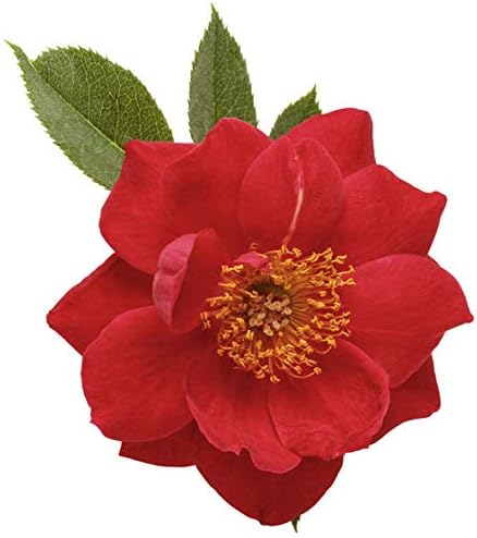 Proven Winners - ROSA `OSO EASY URBAN LEGEND` (Landscape Rose) Rose, cherry red flowers, #2 - Size Container
