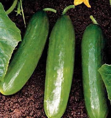 Park Seed Diva Cucumber Seeds, Tender and Delicious, Pack of 30 Seeds