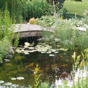 CrystalClear Thrive Aquatic Pond Plant Food, Fish Safe Water Garden Fertilizer, Nutrients Boost Lily & Lotus Flower Bloom & Root Growth, 30 Tablets