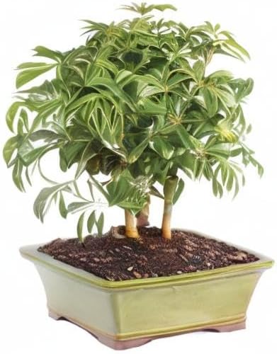 Brussel's Bonsai Live Hawaiian Umbrella Indoor Bonsai Tree - 3 Years Old; 7" to 10" Tall with Decorative Container
