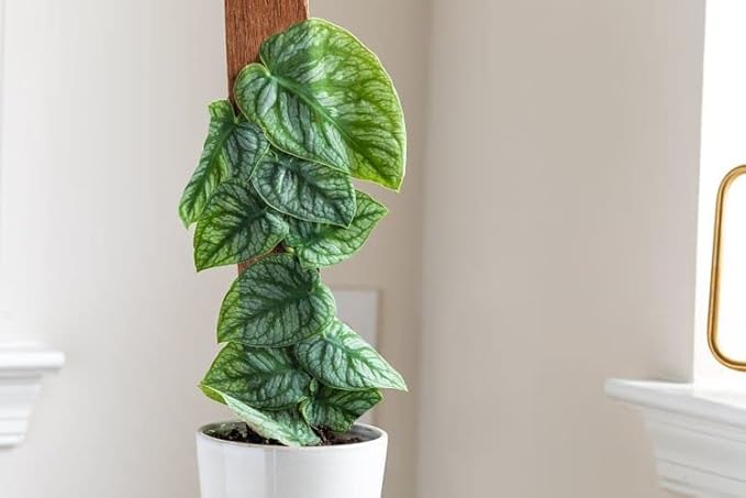 Monstera Dubia Potting Soil - Unique Formulation for Healthy Plant Development - 3 Quart