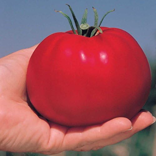Park Seed Variety of Tomato Vegetable Seeds, Plant Seeds, Easy to Grow, Perfect for Harvesting, Whopper CR Improved Hybrid, Pack of 30