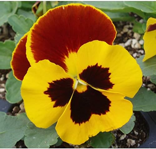 Seeds Cool Wave Fire Pansy Viola Flowers Annual