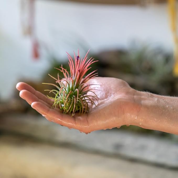 Shop Succulents Ionantha Tillandsia Air Plants, Assorted Mini Live Indoor Plants for Home Decor & Gifts, Low Maintenance, Natural Air Purifier, Hanging Plants, Favors, Terrarium Plants, Pack of 50