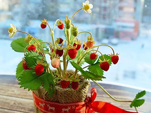 Seeds Fruit Alpine Strawberry Four Seasons Red Everbearing Non GMO for Planting - 100 Seeds