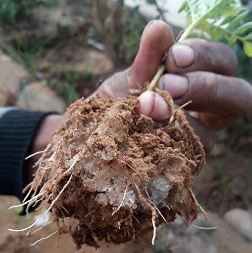 Commercial Grade Super Absorbent Polymer Potassium Based Water Crystal (20 Pound)