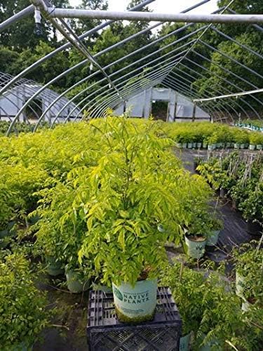 American Beauties Native Plants - Campsis radicans (Trumpet Vine) Vine, reddish orange, #2 - Size Container