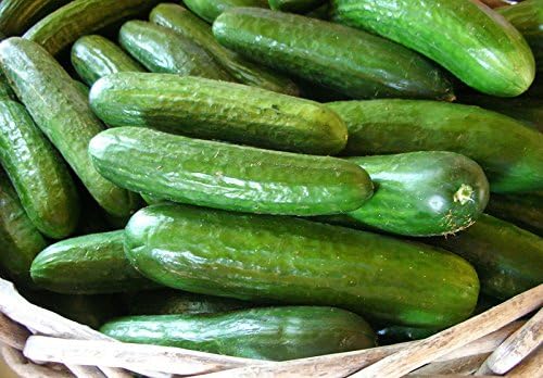 US Grown 30 Persian Beit Alpha a.k.a. Lebanese Cucumber Seeds Heirloom Non-GMO Burpless Sweet Non-Bitter and Acid Free, Crispy and Sweet, Fragrant and Delicious, Cucumis sativus, Grown in USA