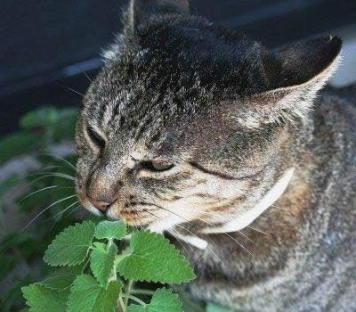 Catnip Catmint Nepeta Cataria About 100 Seeds for Planting