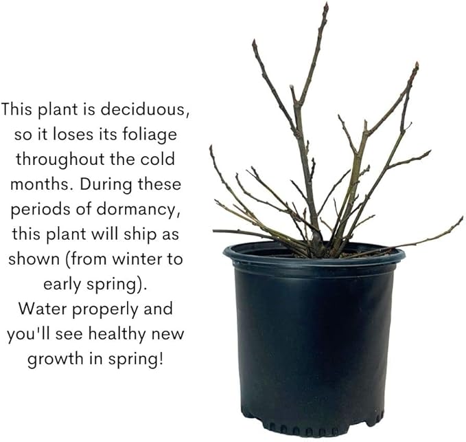 1 Gallon Fig Black Mission Shrub