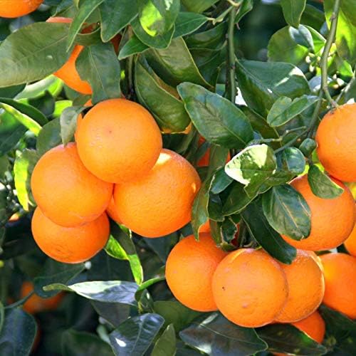 Tailor-Made Soil Mix for Tangerine Trees : Grow Your Own Juicy Tangerines with Confidence - 2 Quart
