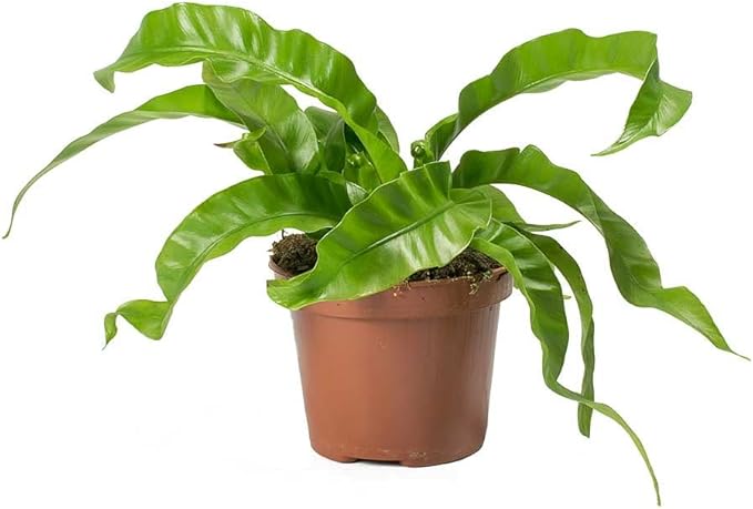 Premium Hurricane Plant Potting Mix - Crafted for Optimal Nutrient Absorption and Growth - 1 Quart