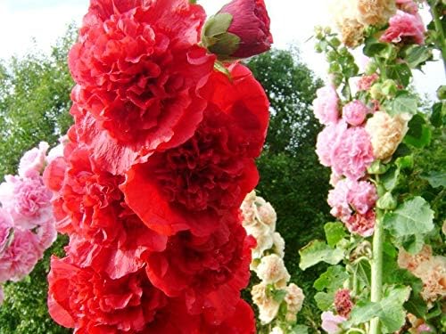 Seeds Hollyhock Seed Mix Double Terry Flowers Malva Stock-Rose About 30 Seeds Non-GMO Perennial Plant