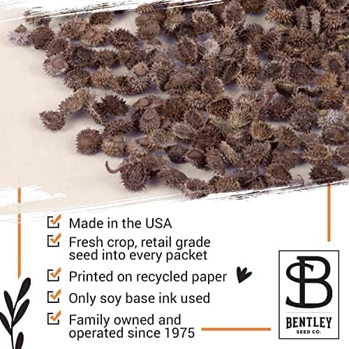 Bentley Memorial Blue Flax Seeds of Remembrance, Non-GMO, Non-Coated Packets, Funeral Keepsake, Linum Lewisii, 25 Pack