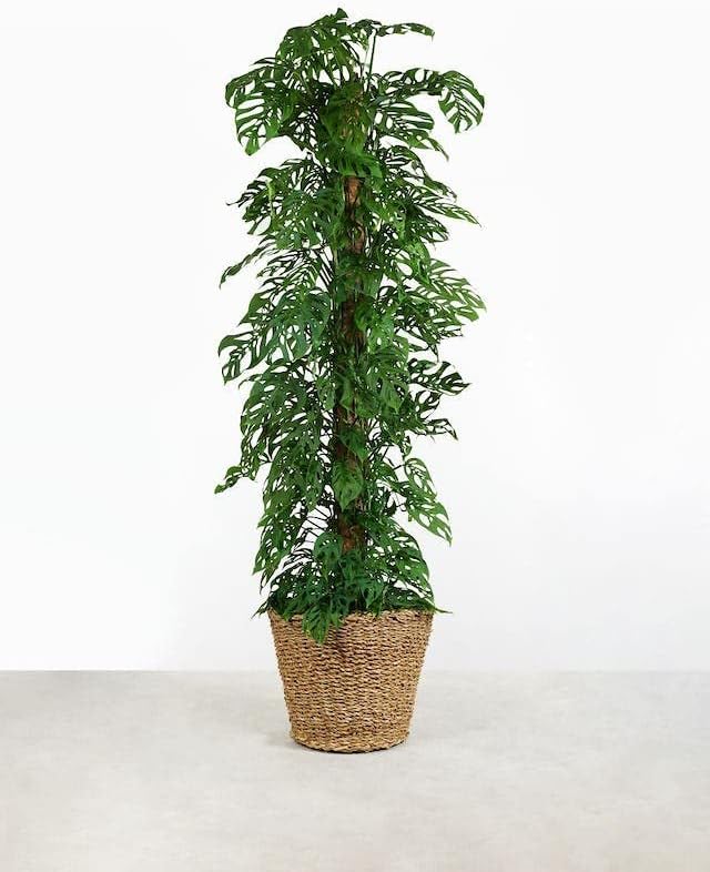 Monstera ADANSONII Plant Soil: Expert Blend for Optimal Growth & Root Development - 4 Quart