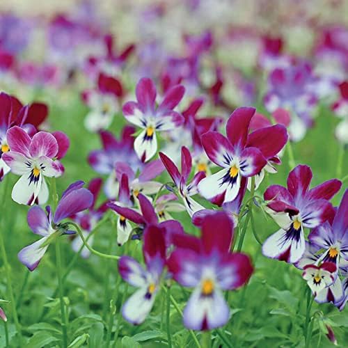 Park Seed Viola Flower Plant Seeds, Easy to Grow, Perfect for Spring Garden, Bunny Ears, Pack of 25