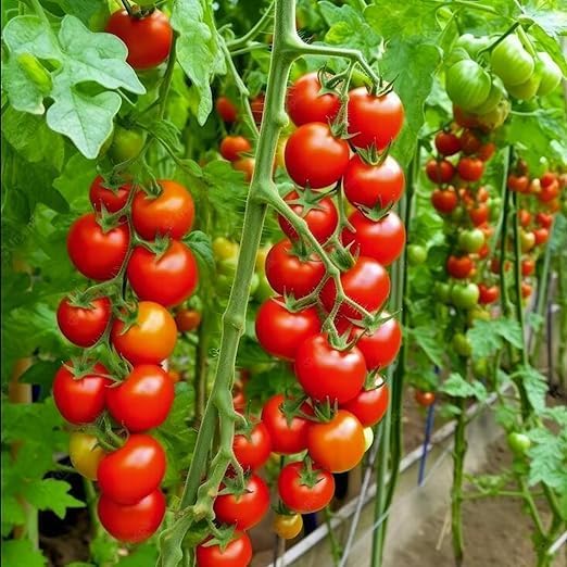 Soil Blocker, 4 Cell Hand Held Soil Blocker Come, 2 Inch Molds Soil Blocking Tool for Seeding, Germination,Grow Seedling,Stainless Steel Material