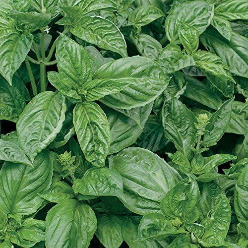 Park Seed Basil Herb Plant Seeds, Easy to Grow, Variety of Colors, Spring Garden, Romanesco, Pack of 100