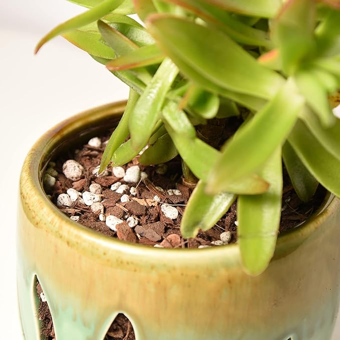 Succulent & Cactus Soil Mix by Perfect Plants (1QT)