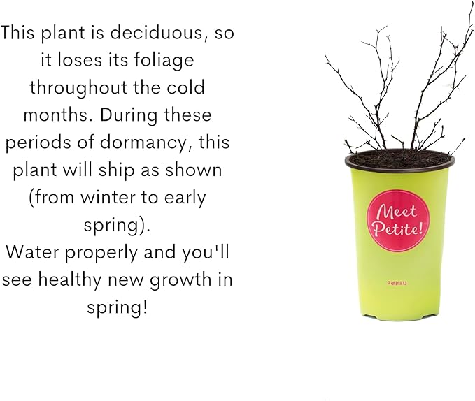 2 Quart Knock Out Rose Petite Shrub