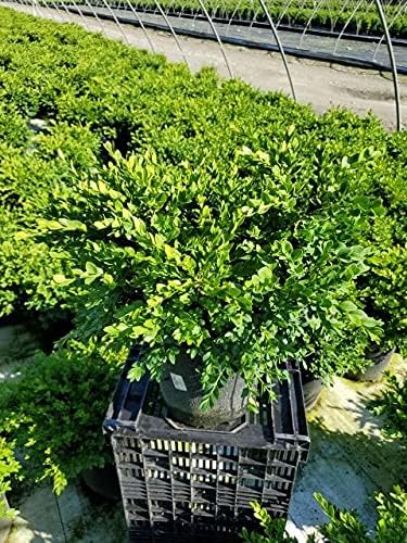 Buxus micro. jap. 'Green Velvet' (Boxwood) Evergreen, #3 - Size Container