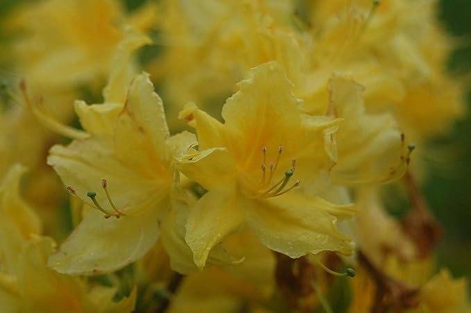 Azalea 'Lemon Lights' (Exbury hybrid) Shrub, yellow flowers, #2 - Size Container