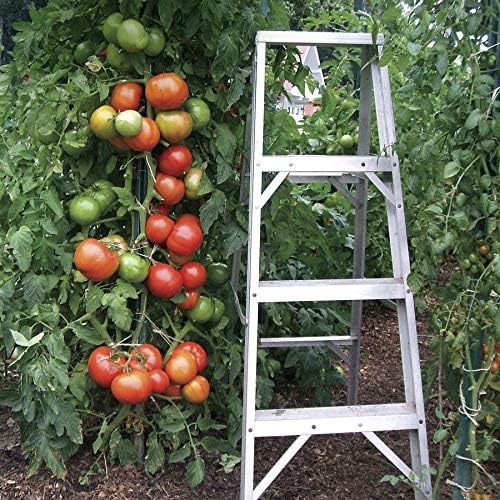 Park Seed Variety of Tomato Vegetable Seeds, Plant Seeds, Easy to Grow, Perfect for Harvesting, Whopper CR Improved Hybrid, Pack of 250