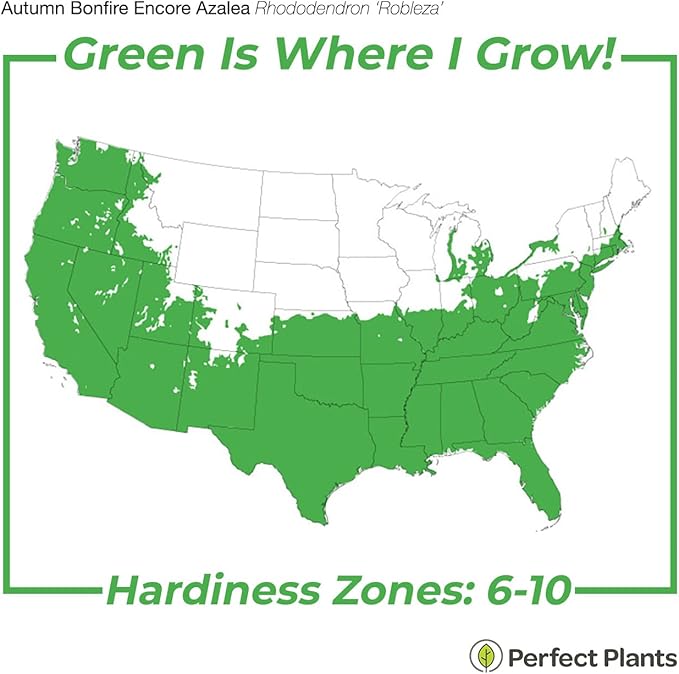 Live Autumn Bonfire Encore Azalea 3 Gal. | Hardy Flowering Shrub for Outdoor Garden | Colorful Flowers can be Potted or Used as Ground Cover