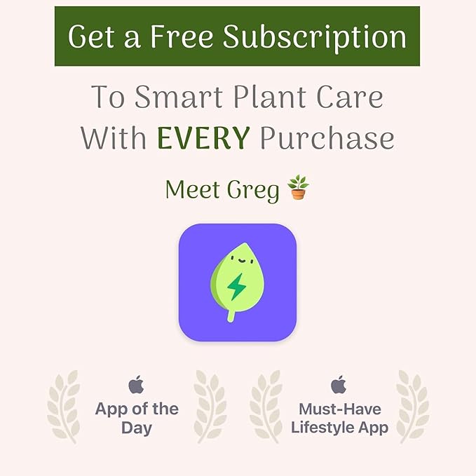 American Plant Exchange Peace Lily, Live Spathiphyllum Plants, 4-Inch Pots, 4 Pack in Deco Covers, Flowering Houseplants, Easy Care, Low Light, Perfect for Housewarming, Sympathy, or Party Gifts