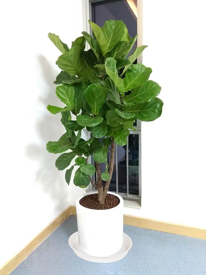 6 Pack of 10 inch Plant Saucer, Heavy Duty Plastic Plant Saucer 10" Round, Durable Plant Tray for Pots, Plant Saucers for Indoors, Plant Trays for Planter 8"/9"/10" (10 inch, Creamy White)