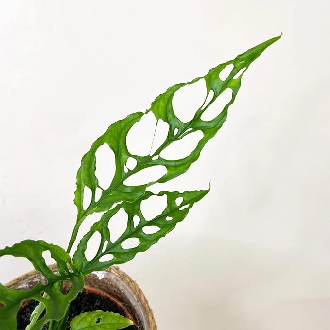 Monstera Obliqua Soil Blend - Designed to Meet The Unique Needs of Your Plant - 4 Quart