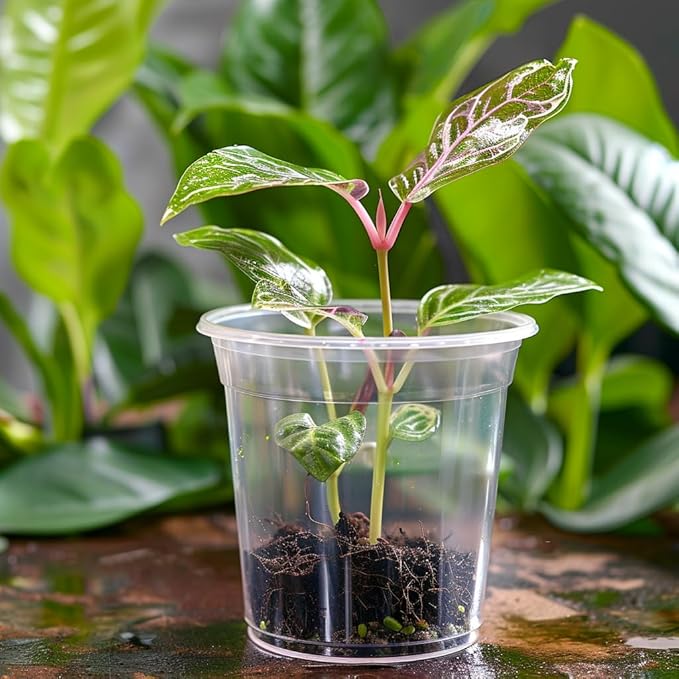 50 Pack 3/4/5/6/7 Inch Clear Plastic Nursery Pots for Succulents, Herbs, Flowers, Vegetable Seedlings, Durable Nursery Pots for Plants with Drainage Holes (3+4+5+6+7 inch)