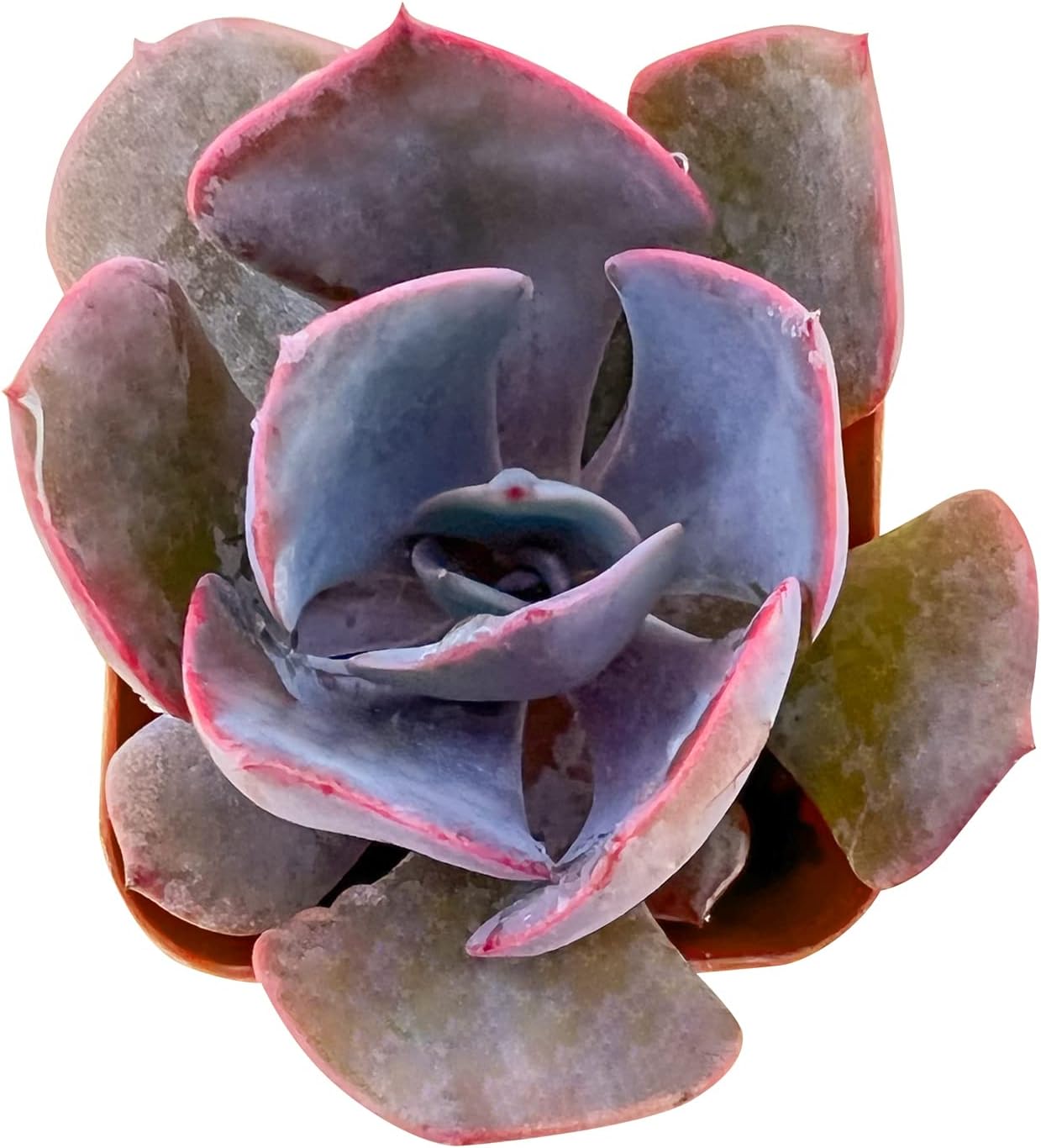 Live Succulent Echeveria 'Dusty Rose', Approx 2-inch Large, Potted Succulents, Fully Rooted, Easy Care House Plants