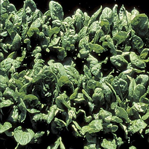 Park Seed Spinach Vegatable Plant Seeds, Easy to Grow, Variety of Colors, Spring Garden, Space Hybrid, Pack of 400