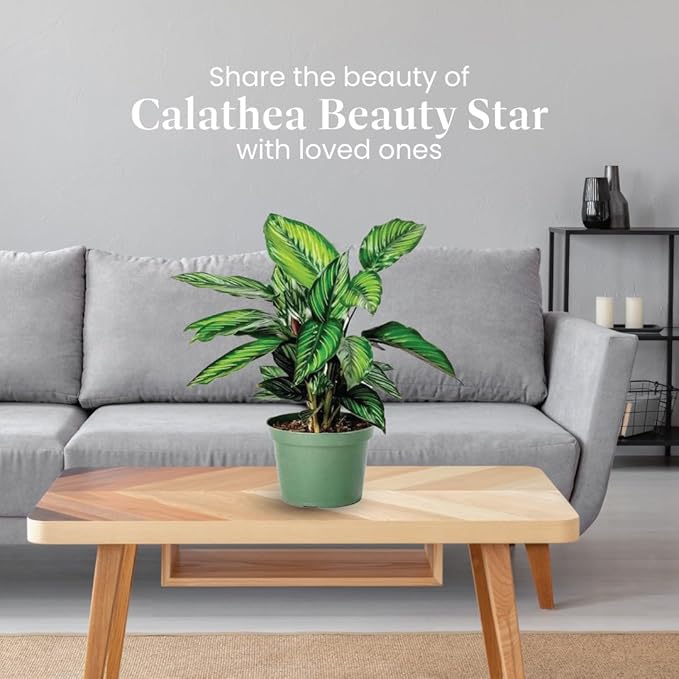 American Plant Exchange Calathea Beauty Star Live Prayer Plant, 6-Inch Pot W/Stylish Cover, Easy to Care, Pet Safe, Low Light & Air Purifying Tropical Indoor Houseplant for Home Office & Garden Décor