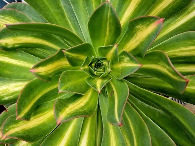 Premium Cacti and Succulent Potting Mix Soil - for Cactus Palm Tree Citrus Plant Grown in Gardening Containers - Indoors & Outdoors Use - with Natural Food/Fertilizer