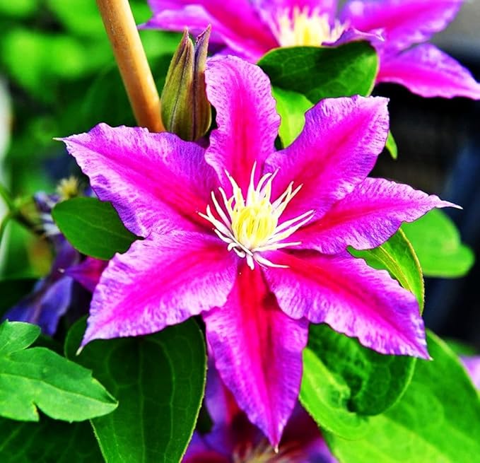 Mixed Clematis Seeds Flower Vine Perennial Flower 20 Pcs Seeds