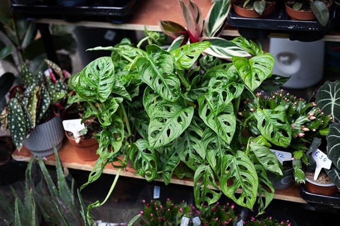 Monstera Swiss Cheese Plant Potting Mix - Monstera Deliciosa Blend for Optimal Nutrients, Aeration, and Drainage - 4 Quart