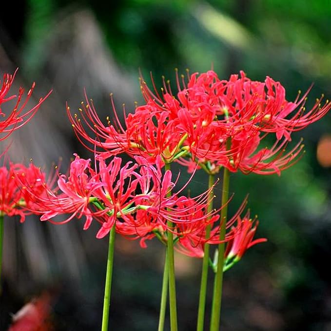 3pcs Red Lycoris Radiata Bulbs Nerine Bowdenni Bulbs Red Bowden Lily Bulbs Red Spider Lily Hardy Easy to Plant Red Cornish Lily Bulbs
