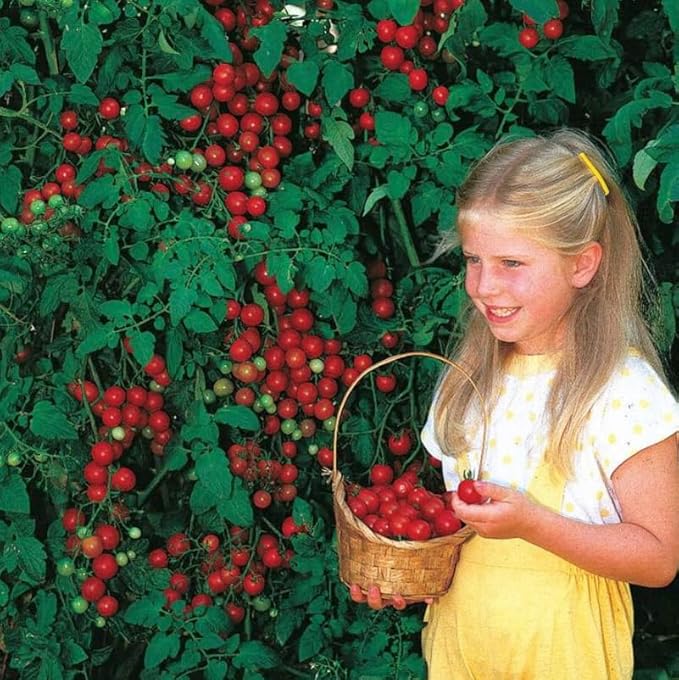 Park Seed Variety of Tomato Vegetable Seeds, Plant Seeds, Easy to Grow, Perfect for Harvesting, Sweet Million Hybrid, Pack of 1000