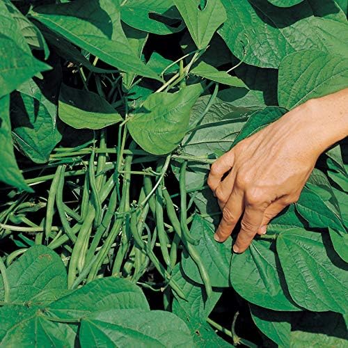 Park Seed Bean Seeds Harvest and Grow Your Own Spring Garden Vegetables, Organic Jade, Pack of 100