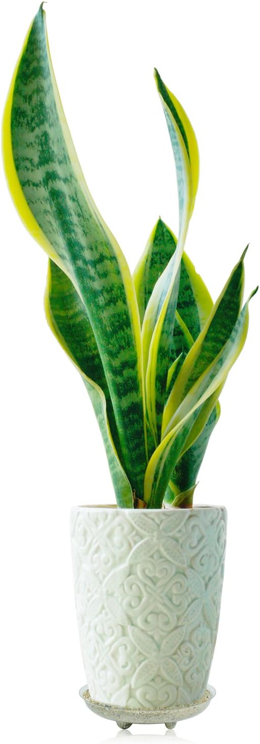 Idyllize 15 Pack Assorted Sizes 6 8 10 Inch Clear Thick Plastic Heavy Duty Sturdy Plant Saucer Drip Trays for pots, 5 Pieces of Each Size (Assorted Sizes 6'', 8'', 10'')