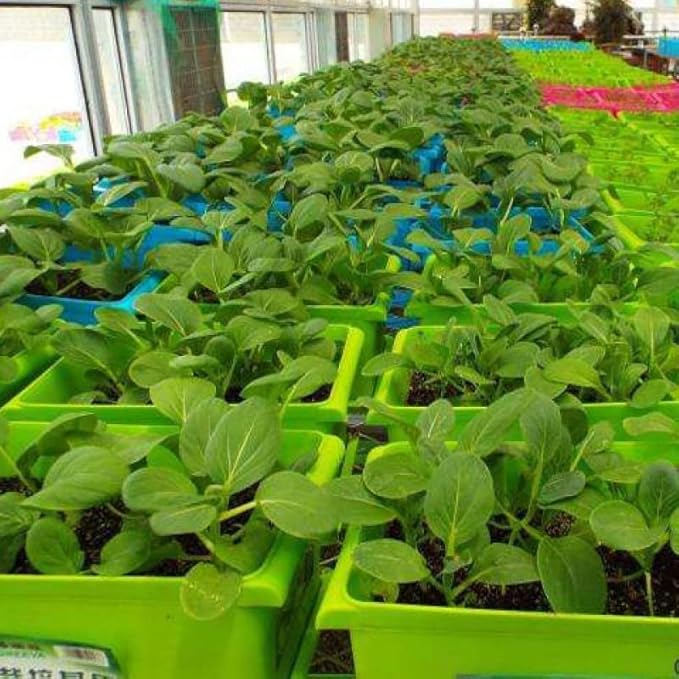 TINGMEI Premium Coconut Coir Pith with Low EC and pH - 100% Organic Potting Soil for Plants, Seeds, and Garden(1 Block,10Lbs)