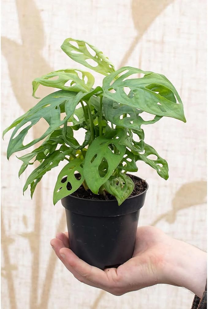 Premium Five Holes Monstera Potting Mix - Hand-Crafted for Optimal Nutrient Absorption - 1 Quart