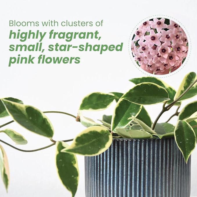 American Plant Exchange Live Assorted Hoya Carnosa Plant, Wax Plant, Plant Pot for Home and Garden Decor, 6" Pot