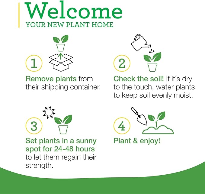 Bonnie Plants Italian Oregano Live Herb Plants, Perennial in Zones 5 to 10, Full Sun to Part Shade, 4 Pack