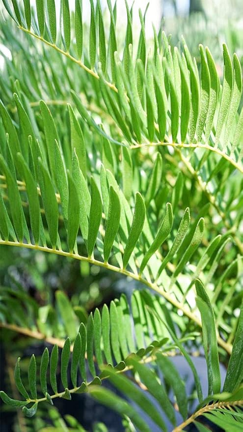 American Plant Exchange Coontie Palm Zamia Pumila Live Plant, 6" Pot, Indoor/Outdoor Air Purifier